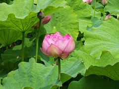 -陈家山荷花公园