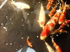 硕大锦鲤-东浩兰生上海世博展览馆