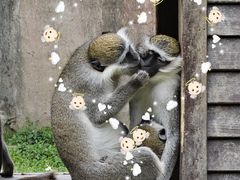 -上海野生动物园