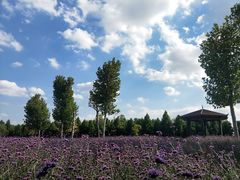 -羊亭河湿地公园