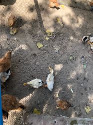 -上美四季动物农场