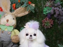 -萌宠之家·腊肠犬·马尔泰·小体犬舍