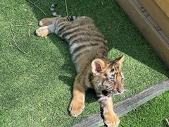 -哈尔滨北方森林动物园