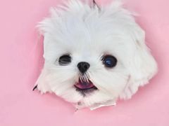 -萌宠之家·腊肠犬·马尔泰·小体犬舍