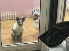 -联合动物医院(光谷诊疗中心)