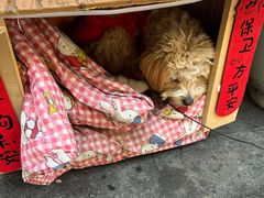 -羊羊鸡蛋仔(大学城店)