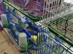 -花鸟鱼虫鲜花绿植市场(玉泉路店)