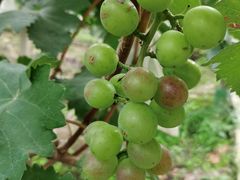 -马陆小张葡萄园农家乐