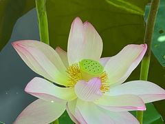 -中国科学院华南植物园