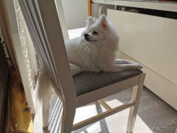 -后宫·古装汉服京剧儿童亲子全家福摄影