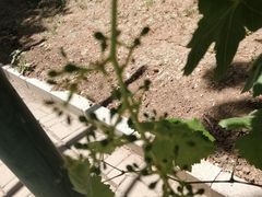 -万源龙顺度假庄园生态观光园