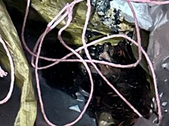 -金太粽(上海弄堂第一粽店)