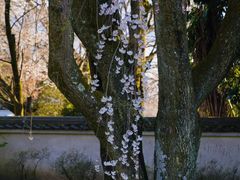 -醍醐寺