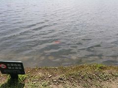 -桐乡凤凰湖