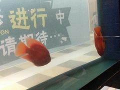 -一味清欢300℃时尚烤鱼(北京华联店)