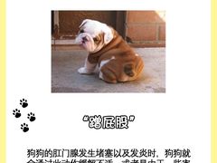 -翊宠yipet猫狗购宠庄园犬舍•猫舍
