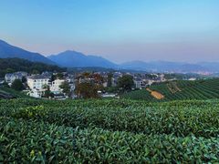 -龙坞茶村