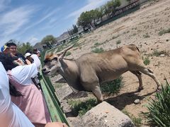 -新疆天山野生动物园