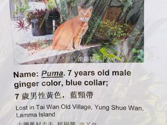 -南丫岛