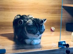 -喵百万·布偶·蓝金金渐层英短·猫舍(百子湾店)
