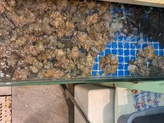 -魚當家