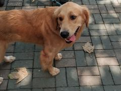 -艾吉宠物医院·疑难杂症转诊中心·猫友好(碧江路院)