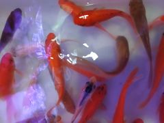 -曲阳花鸟市场(曲阳路店)
