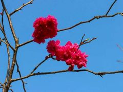 -天适樱花悠乐园