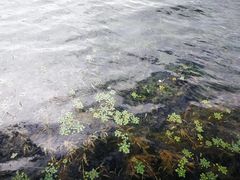 -丽江泸沽湖景区-里格半岛