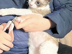 -Bastet sally猫舍购宠(静安店)