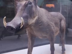 -国家自然博物馆