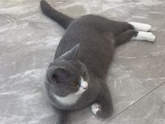 -猫力发电所·宠物专门店