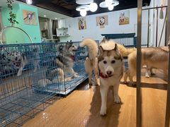 -Husky Go! 哈士奇体验馆·宠物咖啡厅狗咖