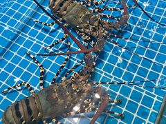 -三亚火车头万人海鲜广场