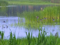 -汉石桥湿地公园