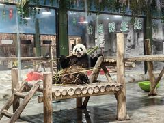 -栾川竹海野生动物园