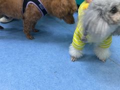 -博特宠物医院24h犬猫全科.骨科·异宠