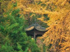 -千年银杏谷文化旅游区