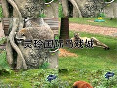 -灵玲国际马戏城