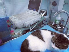-纳吉亚猫专科动物诊疗中心(蒋宅口分院)