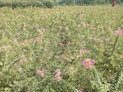 2013-09-06-530-百里山水画廊乌龙峡谷
