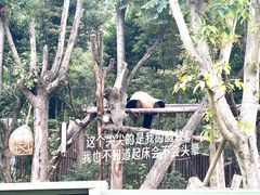-成都大熊猫繁育研究基地
