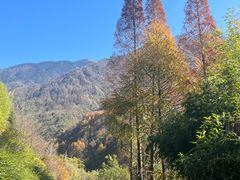 -卧龙中华大熊猫苑神树坪基地