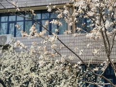 -桃花堤公园