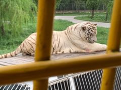 -上海野生动物园