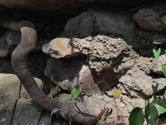 -上海佘山国家森林公园天马山园