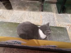 -猫咪博物馆(顶澳仔猫街店)