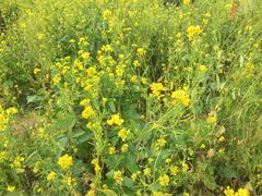 -北京东方普罗旺斯薰衣草庄园