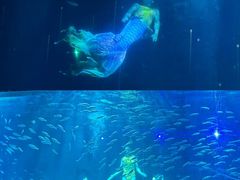-海合安成都极地海洋公园