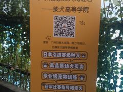 -柴犬高等学院·狗咖·柴犬售卖·宠物训练